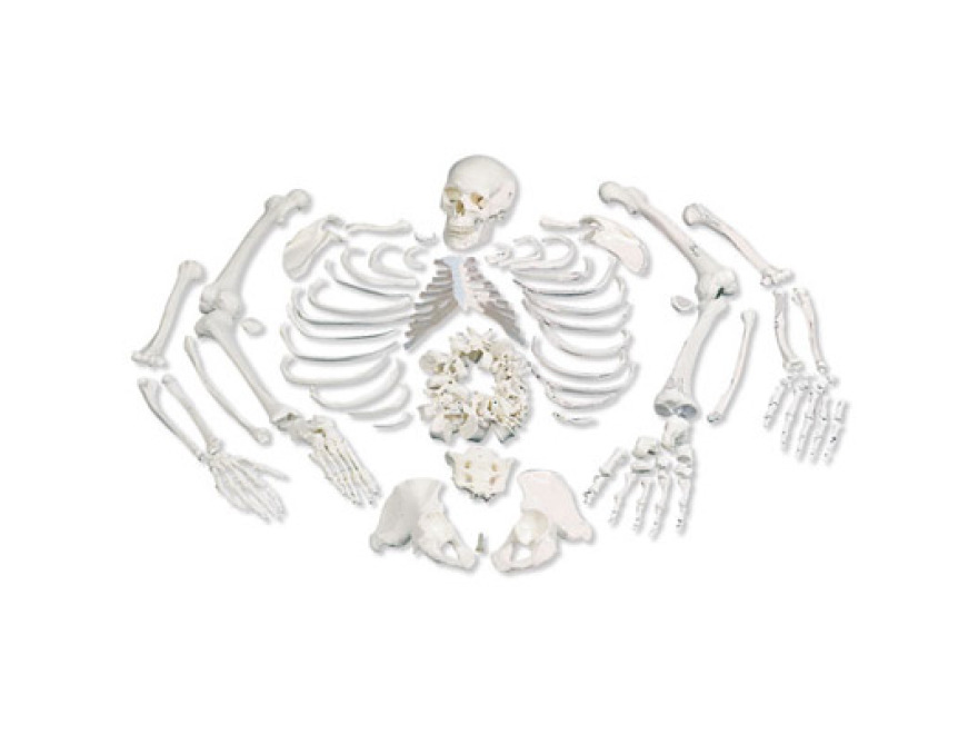 A05/1 - Model cel lidsk kostry bez kloub s lebkou rozdlenou na 3 sti