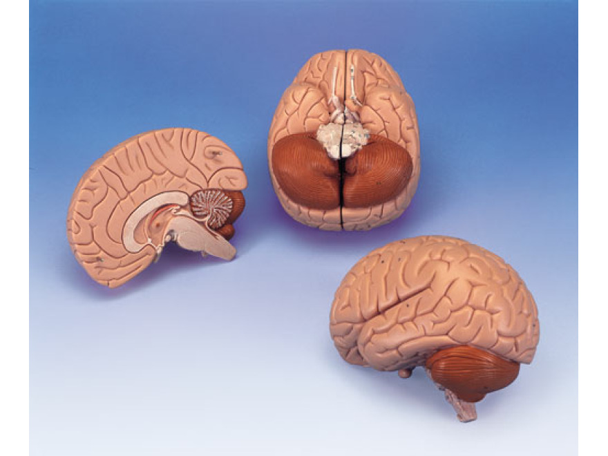 C15 - Model mozku