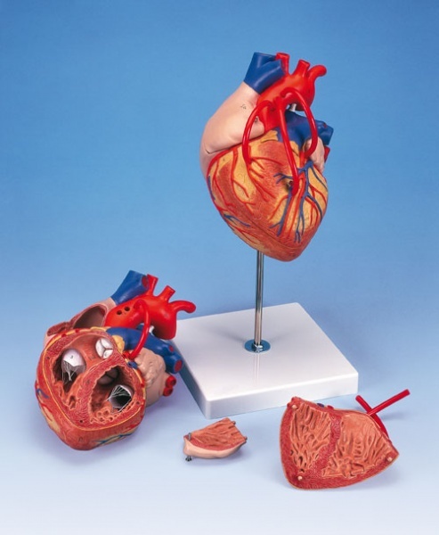 G06 - Model srdce s bypassem