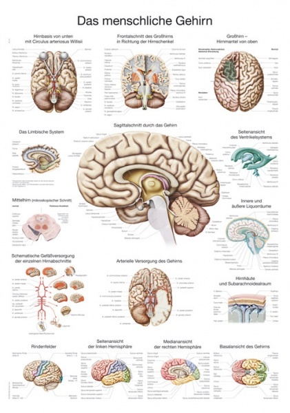 AL114 - Lidsk mozek