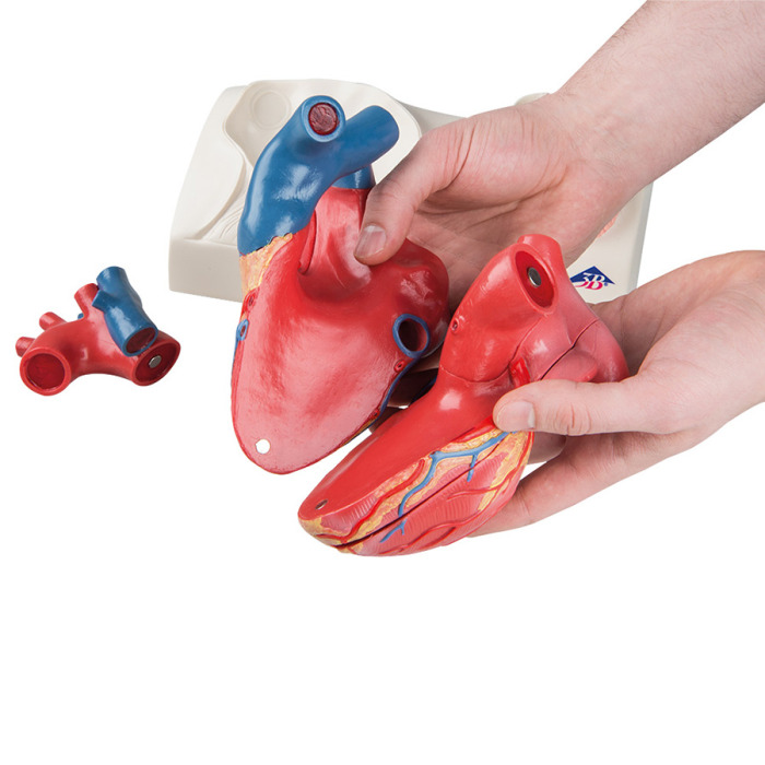 G01 - Magnetick model srdce, ivotn velikost, 5 st
