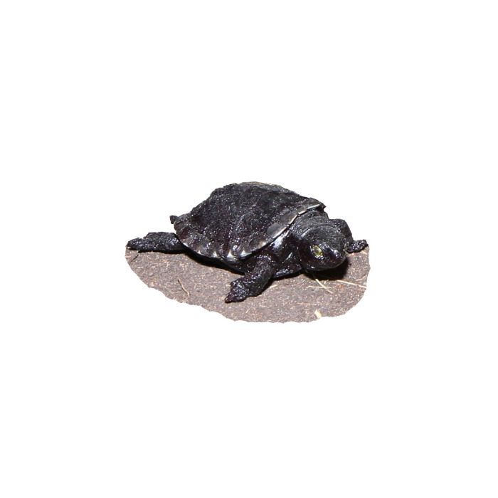 Želva bahenní - mládě - plastový model